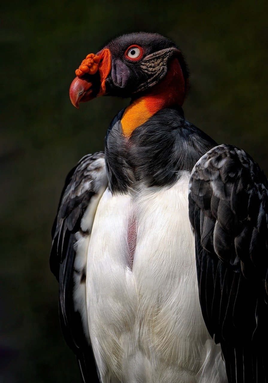 vulture, king vulture, bird-8128264.jpg